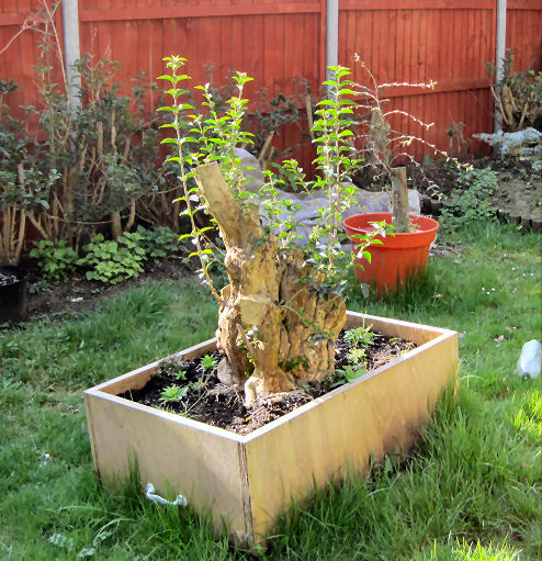 privet bonsai repotting